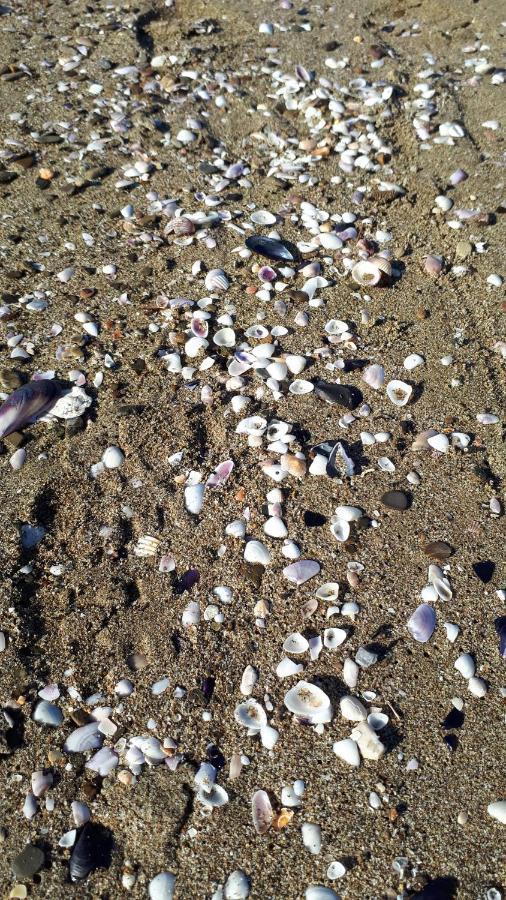 Villa Giulia Al Mare Castiglione della Pescaia Dış mekan fotoğraf
